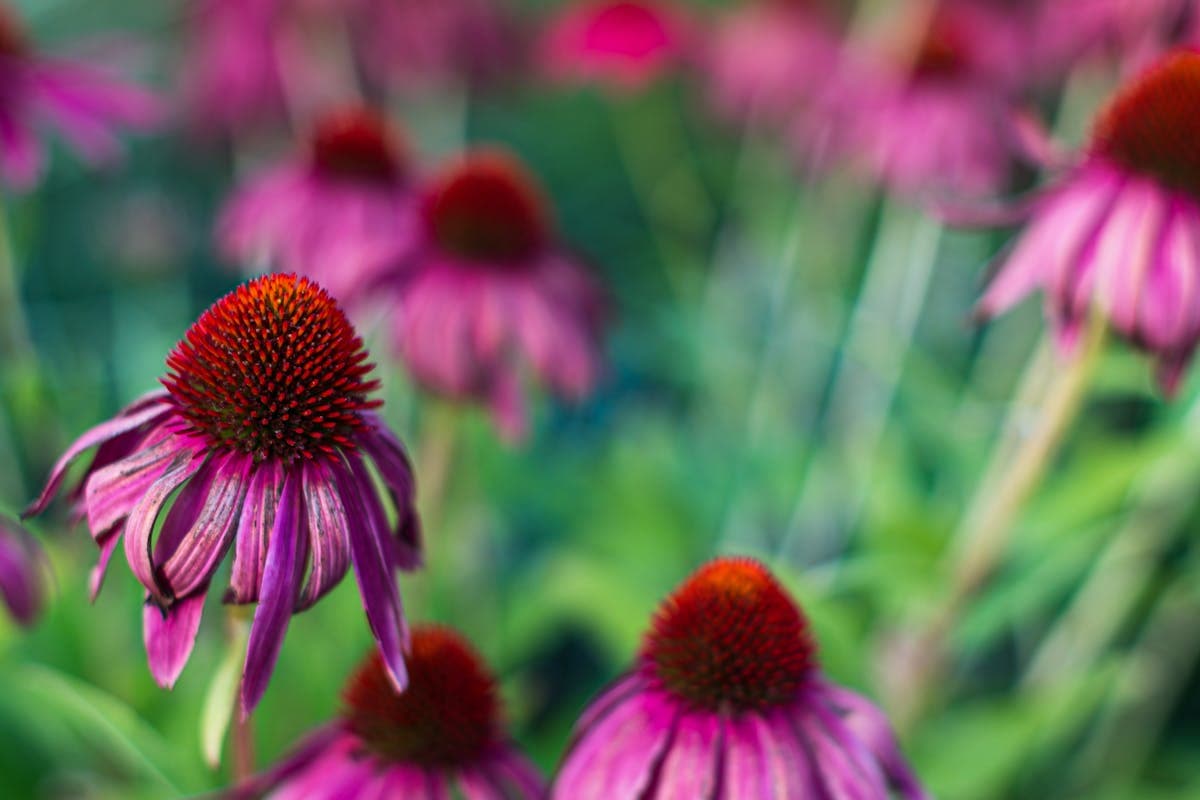 Echinacea a černý bez na imunitu: fungují to opravdu?